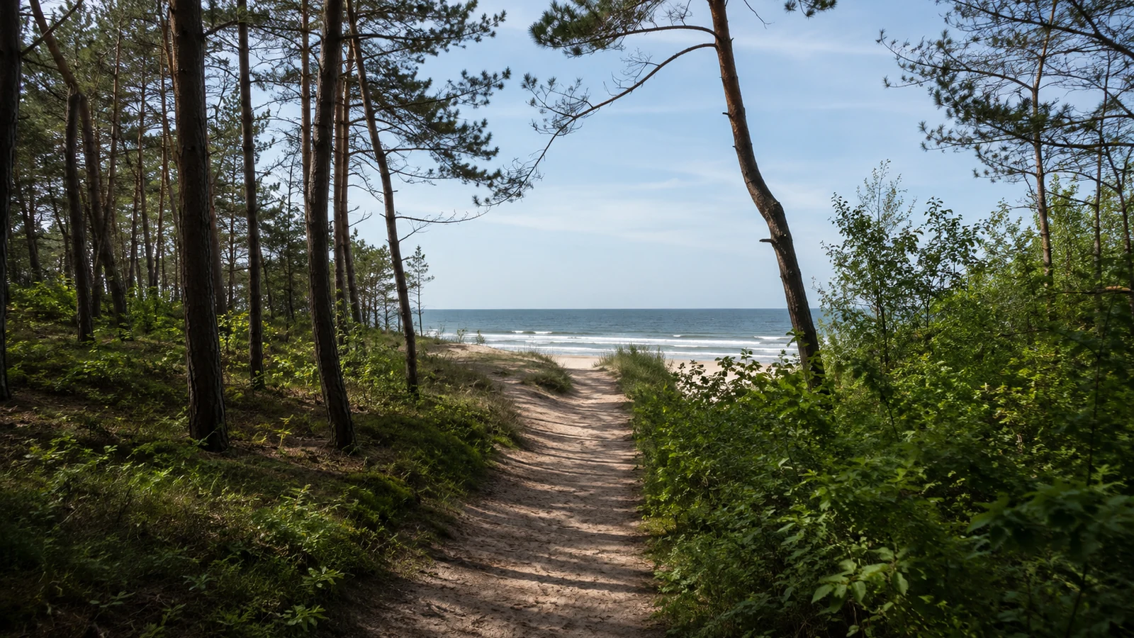 Leśna ścieżka prowadząca na plażę w okolicy Poddąbia